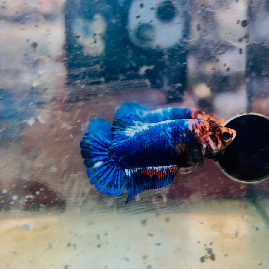 Betta Female Plakat Red Mascot 156 Live Betta Fish Female betta