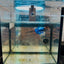 Betta Female Plakat Red Mascot 156 Live Betta Fish Female betta