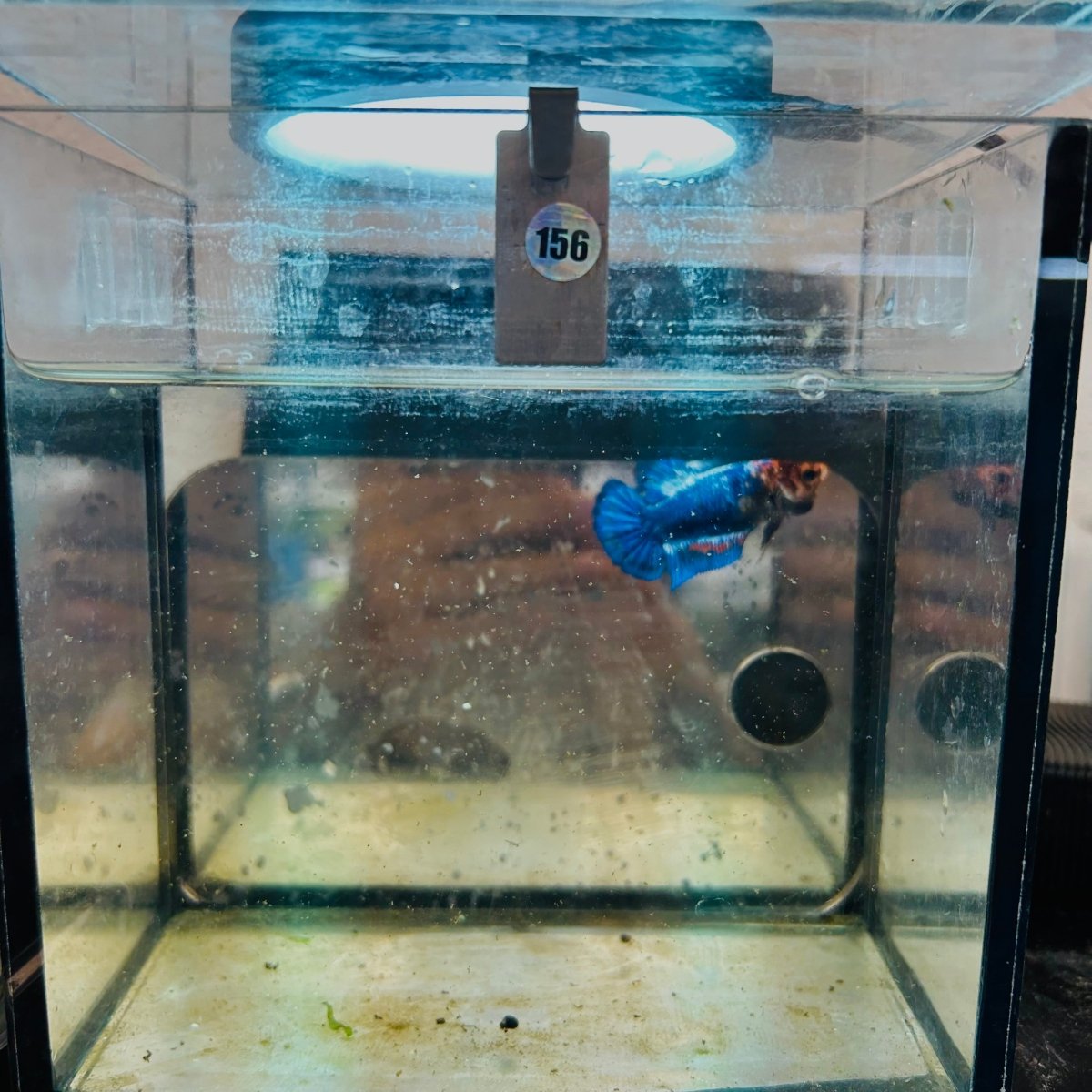 Betta Female Plakat Red Mascot #156