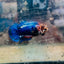 Betta Female Plakat Red Mascot 156 Live Betta Fish Female betta