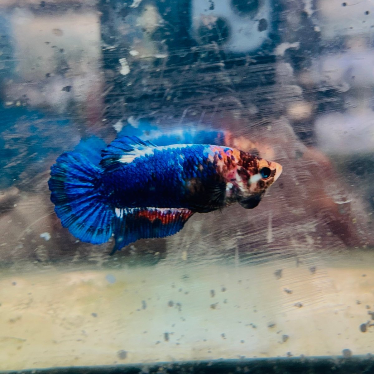 Betta Female Plakat Red Mascot #156