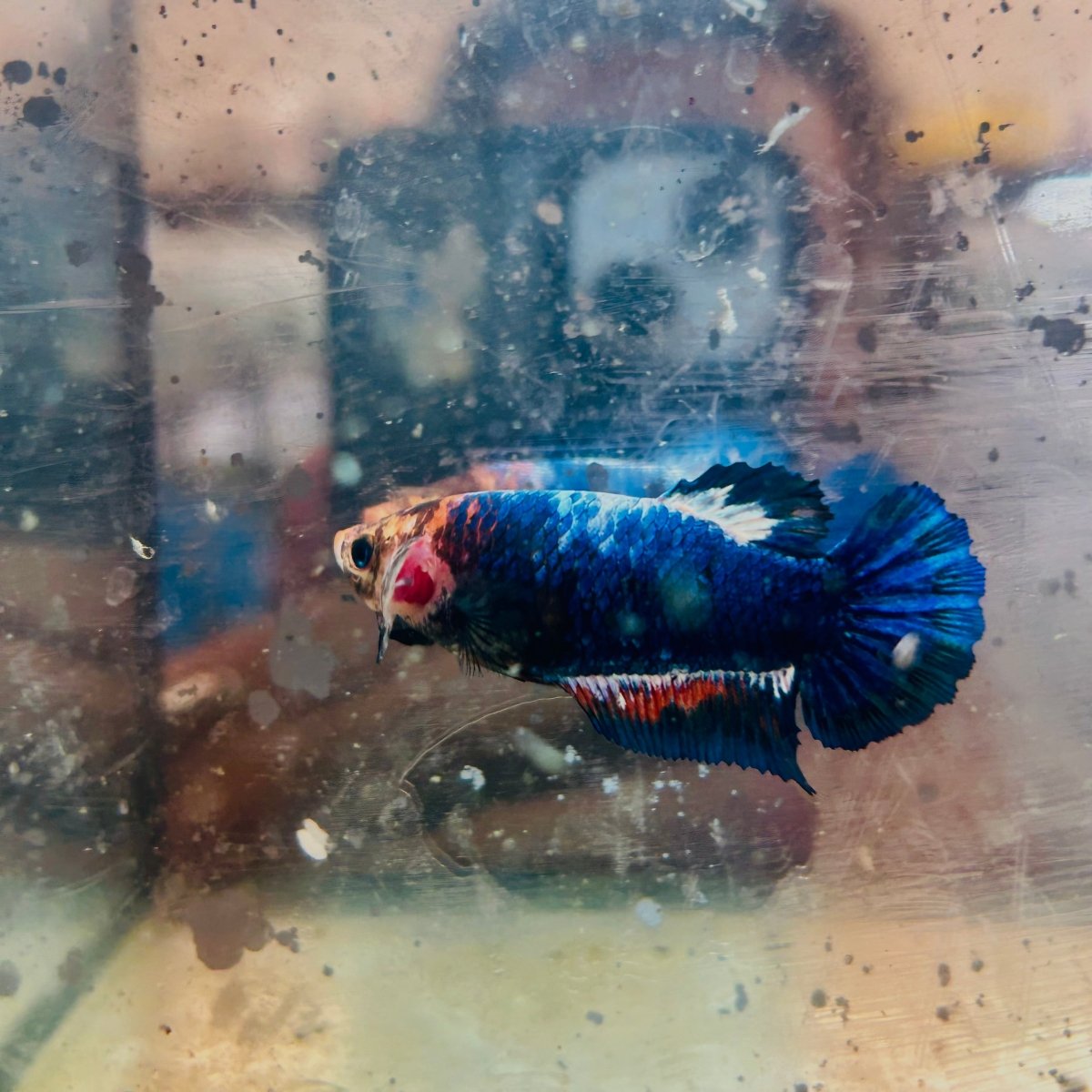 Betta Female Plakat Red Mascot #156