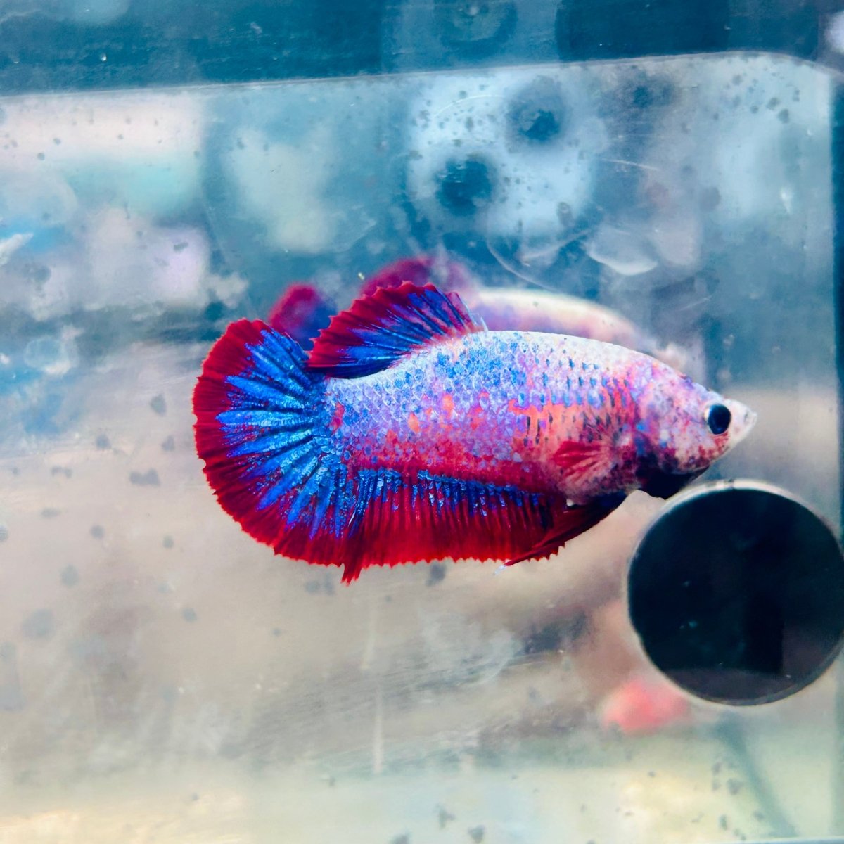Betta Female Plakat Red Mascot #Jul50