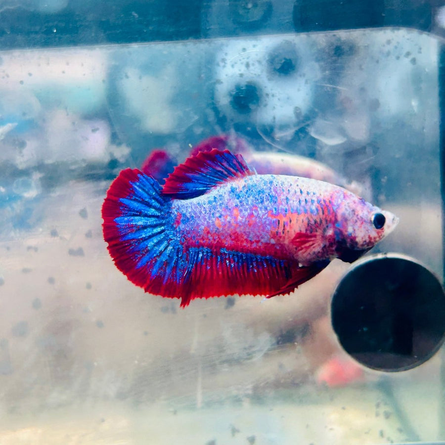 Betta Female Plakat Red Mascot Jul50 Live Betta Fish Female betta