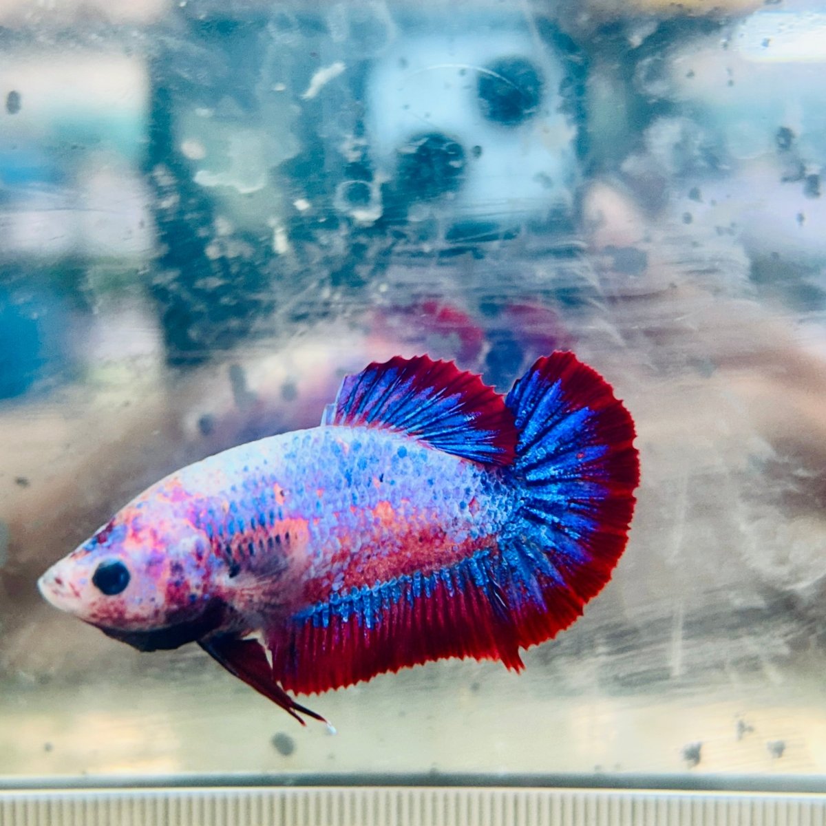 Betta Female Plakat Red Mascot #Jul50