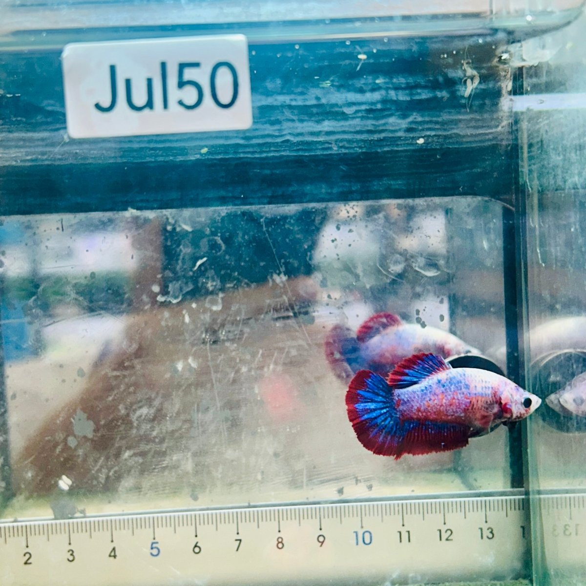 Betta Female Plakat Red Mascot #Jul50