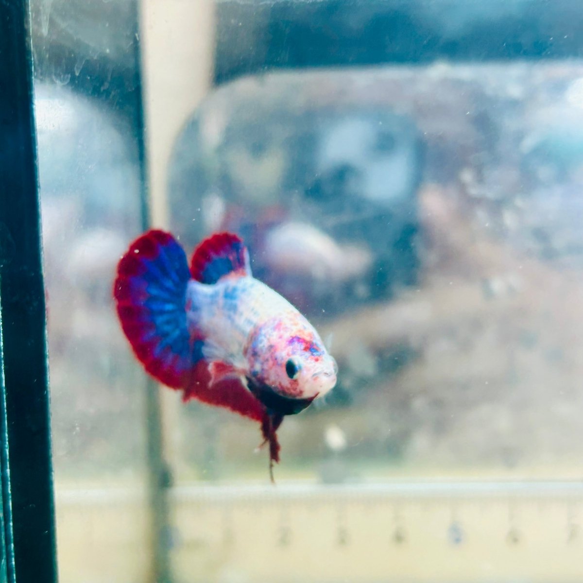 Betta Female Plakat Red Mascot #Jul50