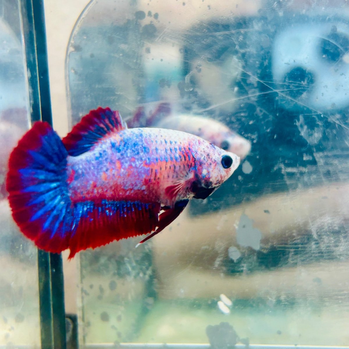 Betta Female Plakat Red Mascot #Jul50