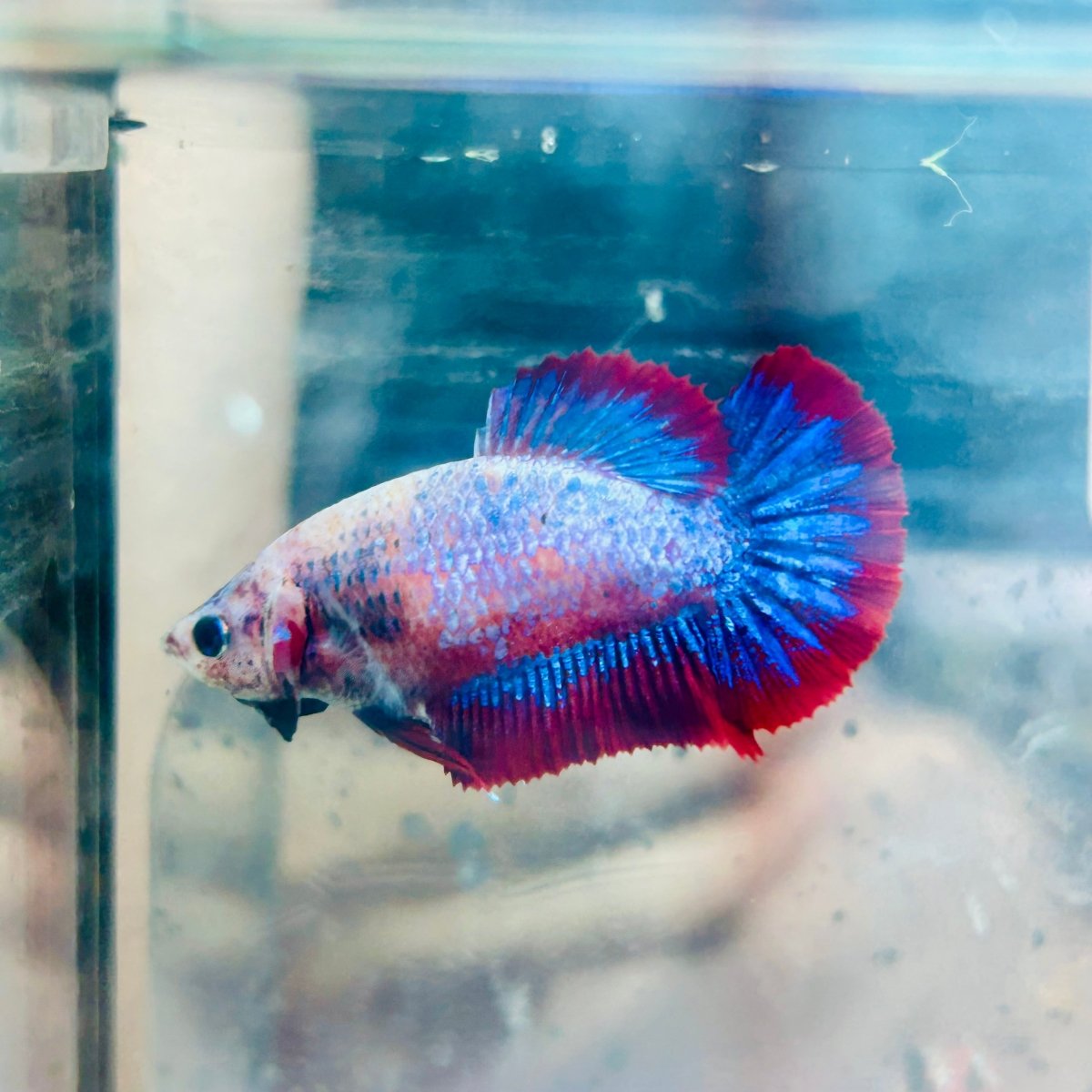 Betta Female Plakat Red Mascot #Jul50