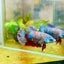 Betta Female Plakat Red Purple Galaxy 149 betta