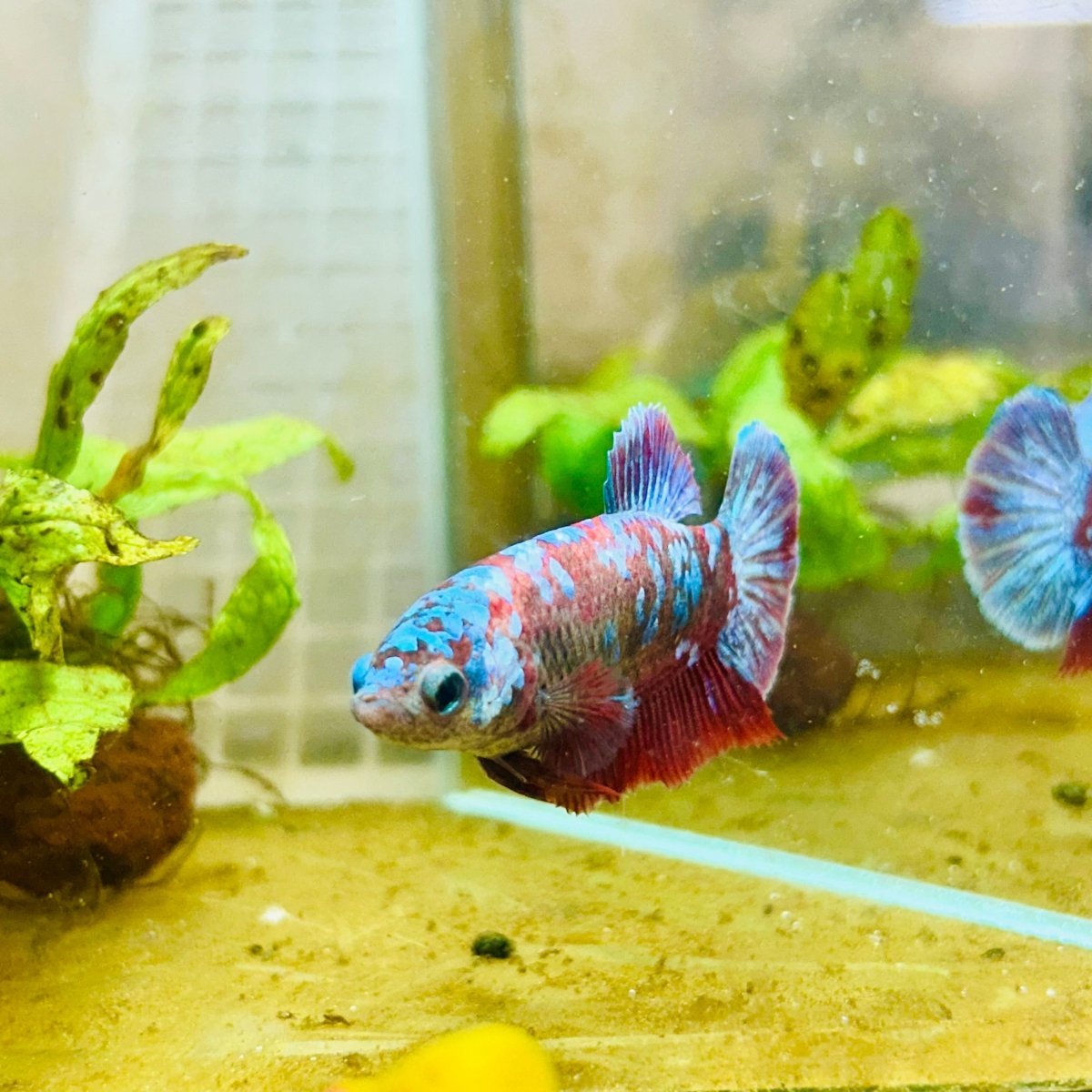 Betta Female Plakat Red Purple Galaxy 149 betta