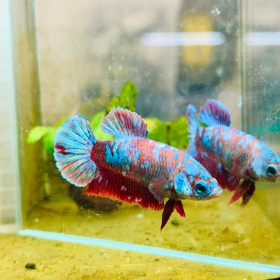 Betta Female Plakat Red Purple Galaxy 149 betta