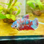 Betta Female Plakat Red Purple Galaxy 149 betta