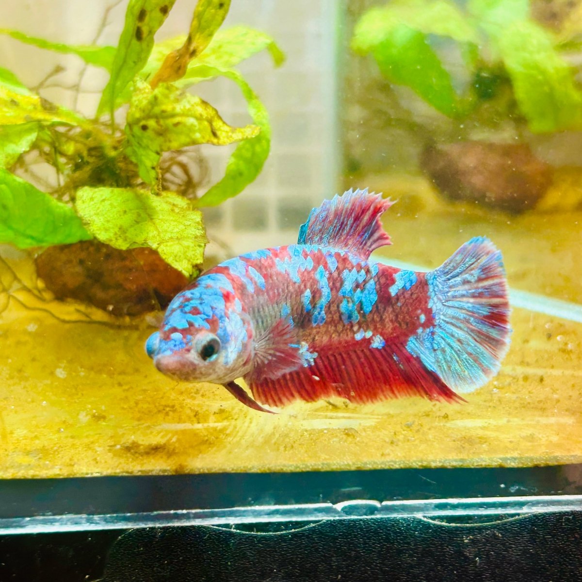 Betta Female Plakat Red Purple Galaxy 149 betta