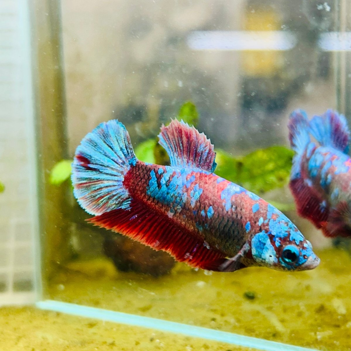 Betta Female Plakat Red Purple Galaxy 149 betta