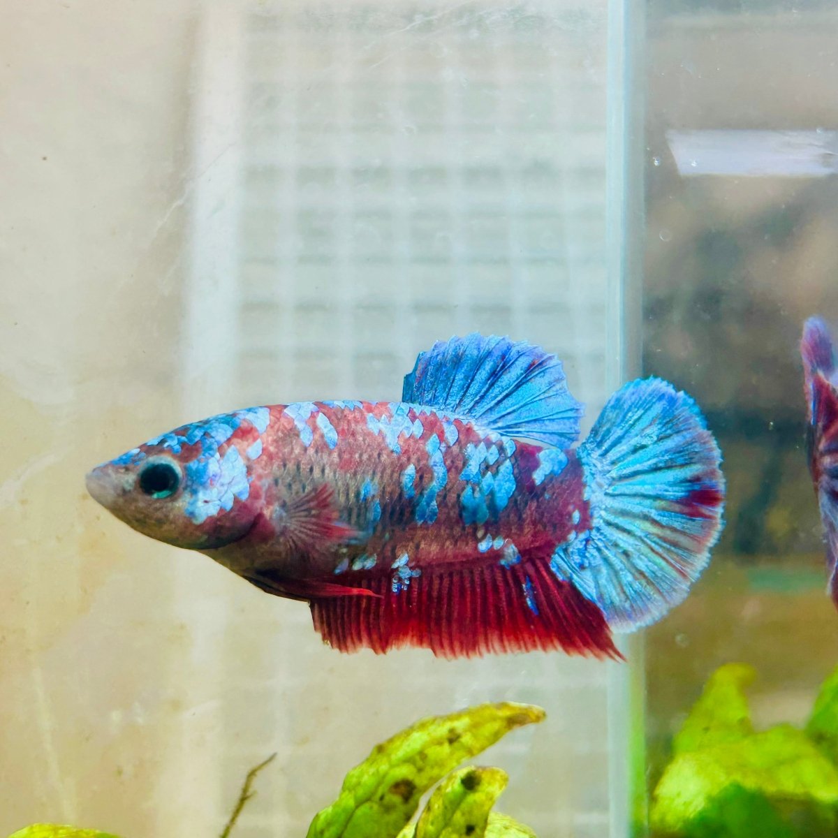Betta Female Plakat Red Purple Galaxy 149 betta