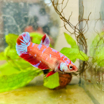 Betta Female Plakat Red Purple Galaxy 161