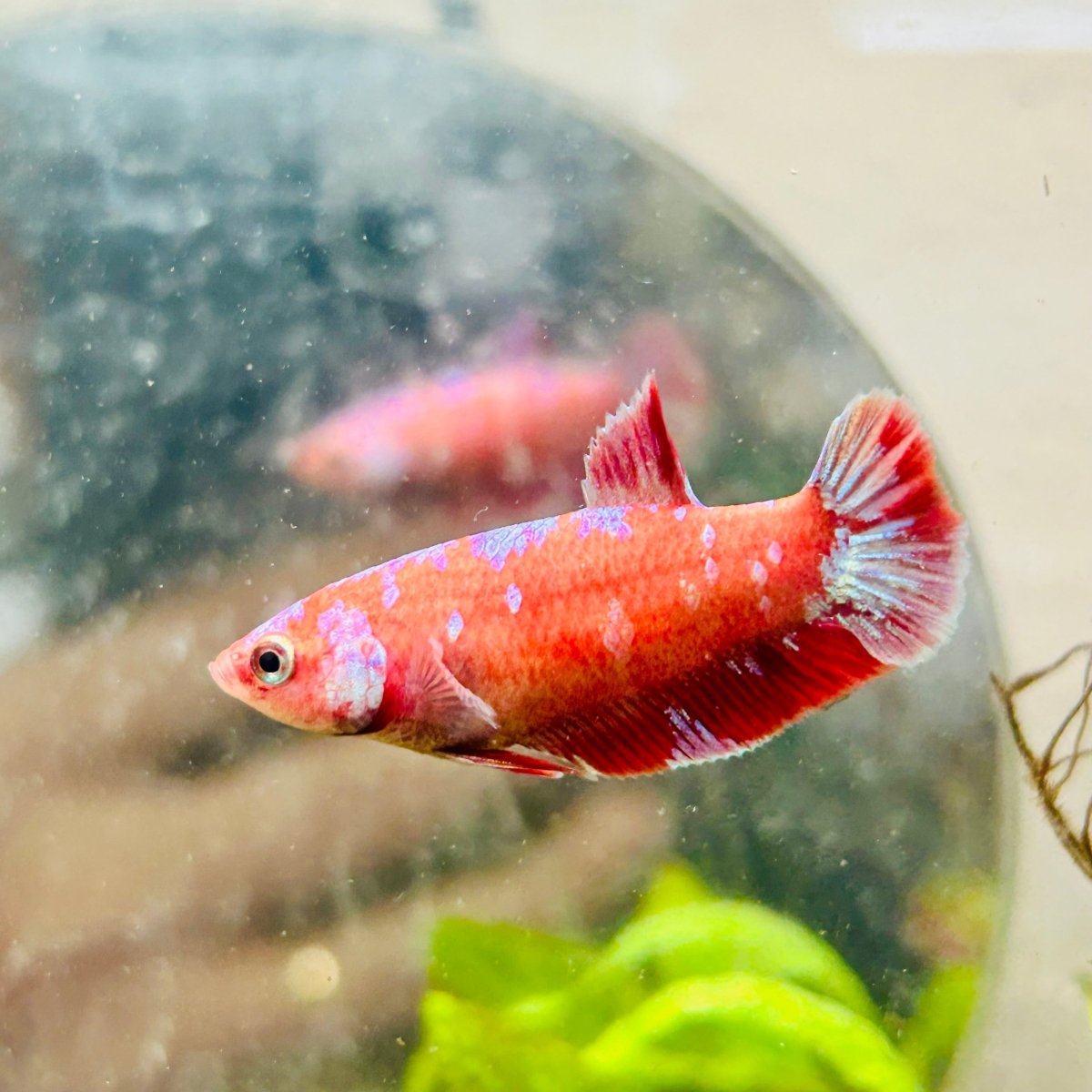 Betta Female Plakat Red Purple Galaxy 161