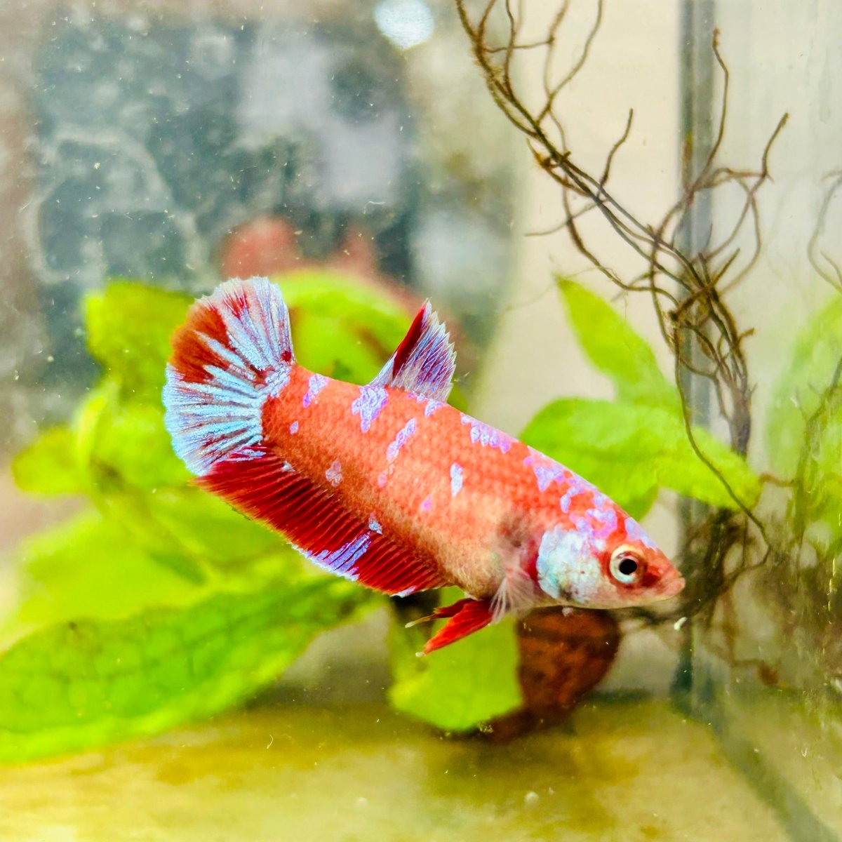 Betta Female Plakat Red Purple Galaxy 161
