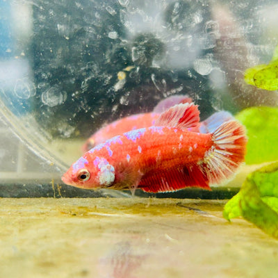 Betta Female Plakat Red Purple Galaxy 161