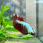 Betta Female Plakat Red Samurai 097