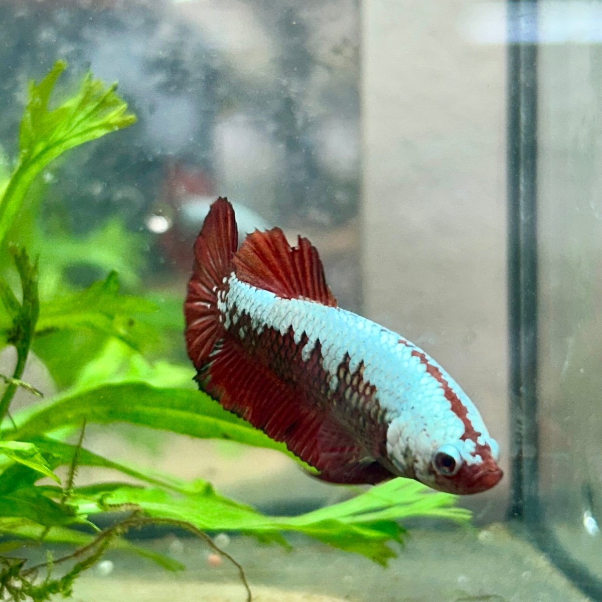 Betta Female Plakat Red Samurai 097