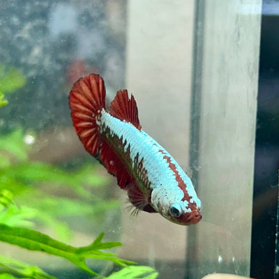 Betta Female Plakat Red Samurai 097