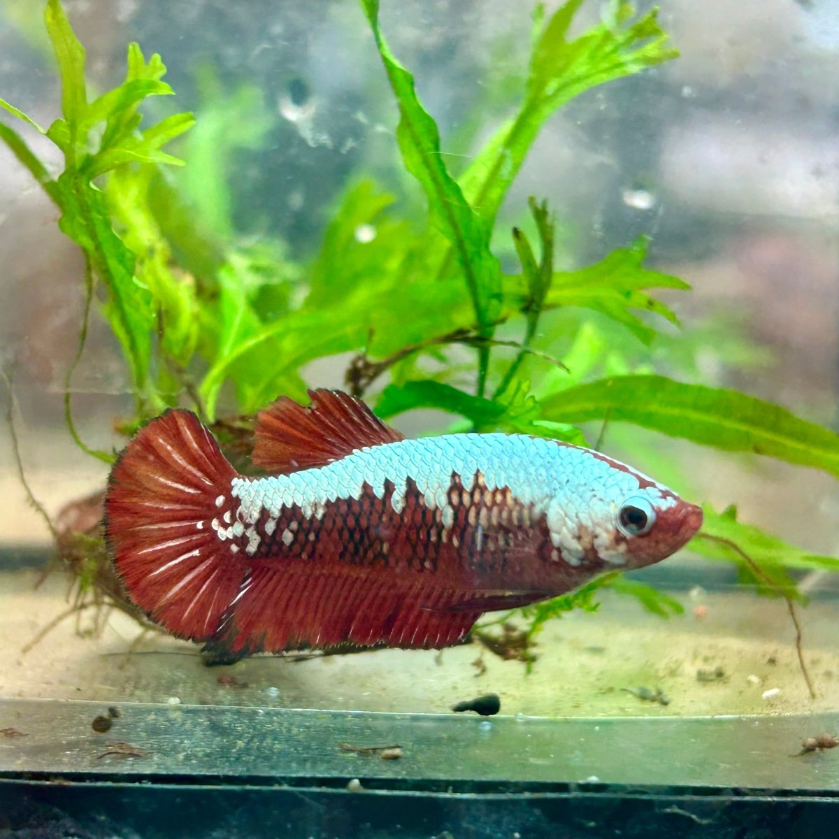Betta Female Plakat Red Samurai 097