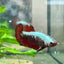 Betta Female Plakat Red Samurai 097