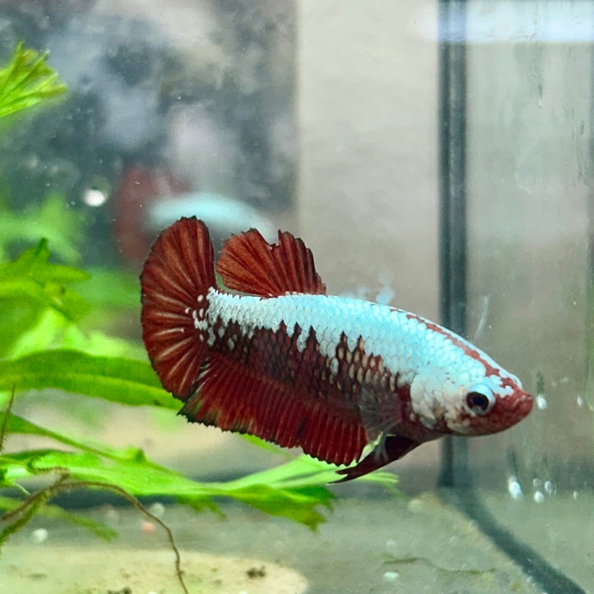 Betta Female Plakat Red Samurai 097