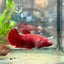Betta Female Plakat Super Red 008