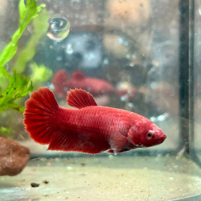 Betta Female Plakat Super Red 008