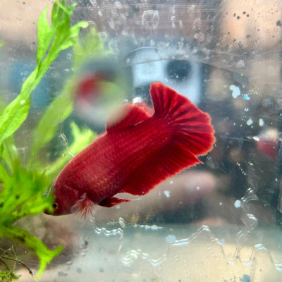 Betta Female Plakat Super Red 008