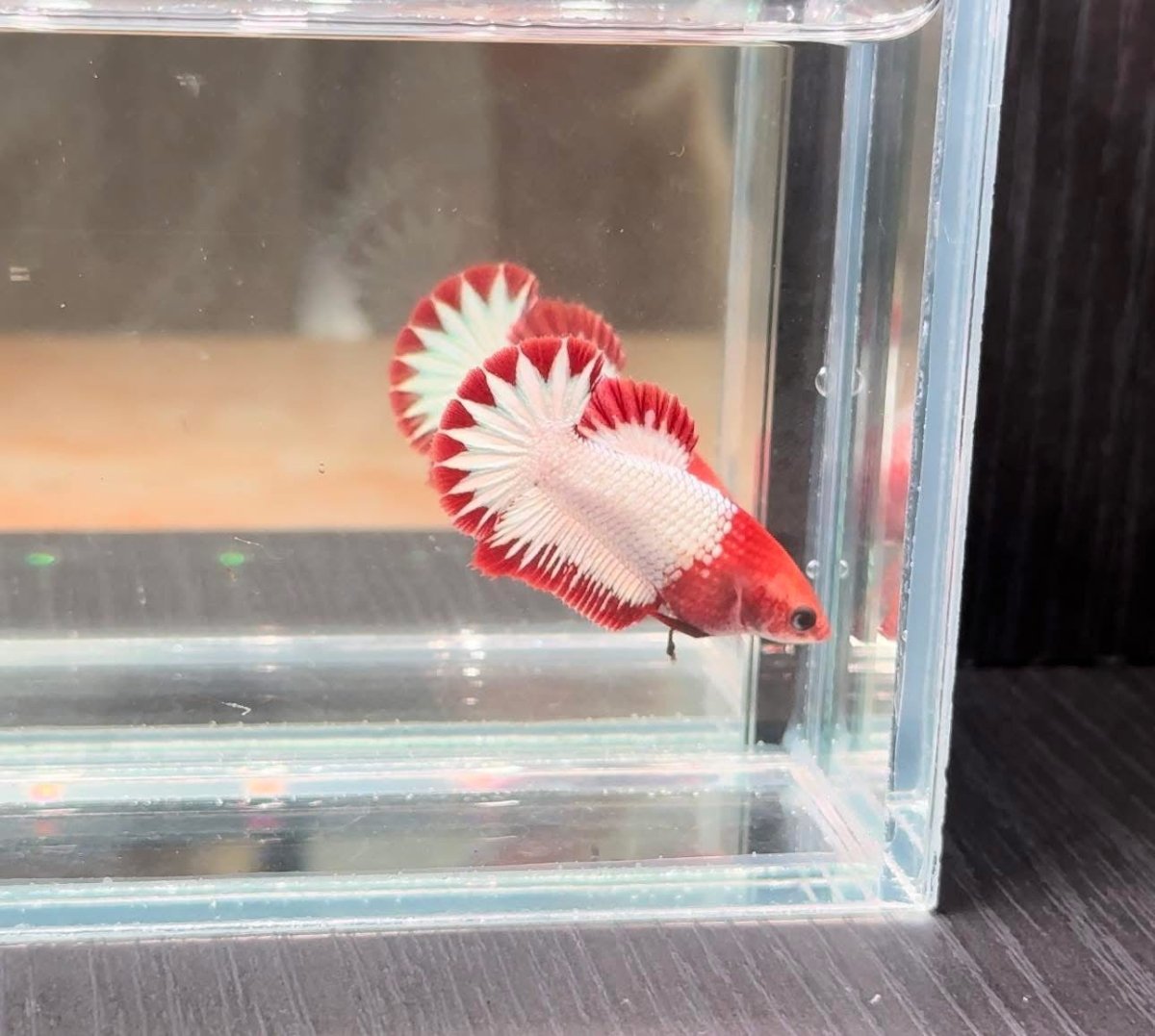 Betta Female Red Fancy Copper