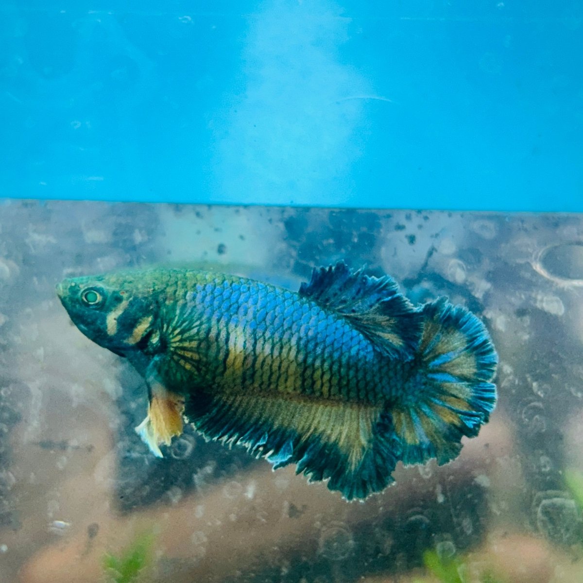 Betta Female Rosetail Blue Mustard Neon 082