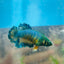 Betta Female Rosetail Blue Mustard Neon 082