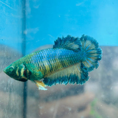 Betta Female Rosetail Blue Mustard Neon 082