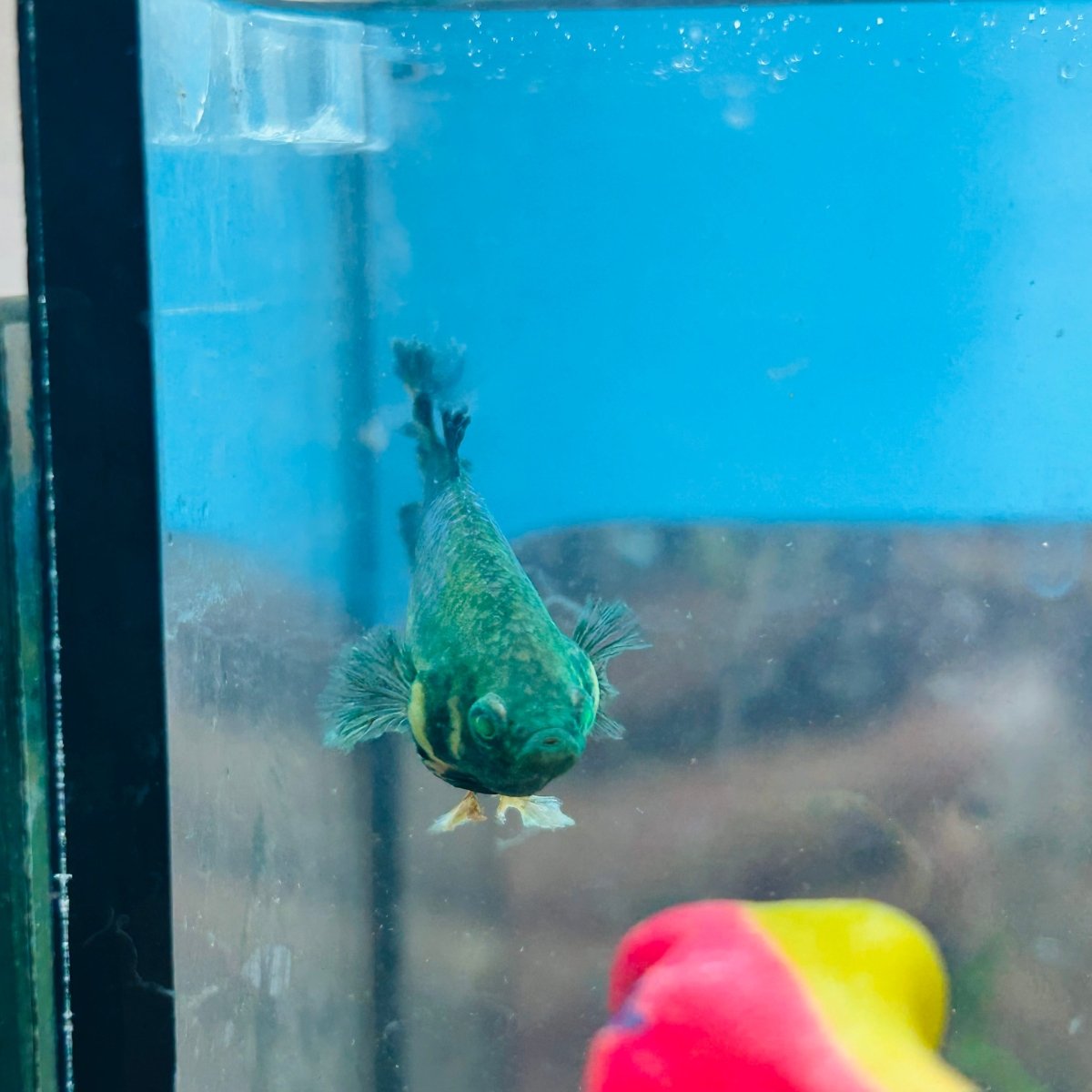 Betta Female Rosetail Blue Mustard Neon 082