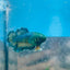 Betta Female Rosetail Blue Mustard Neon 082