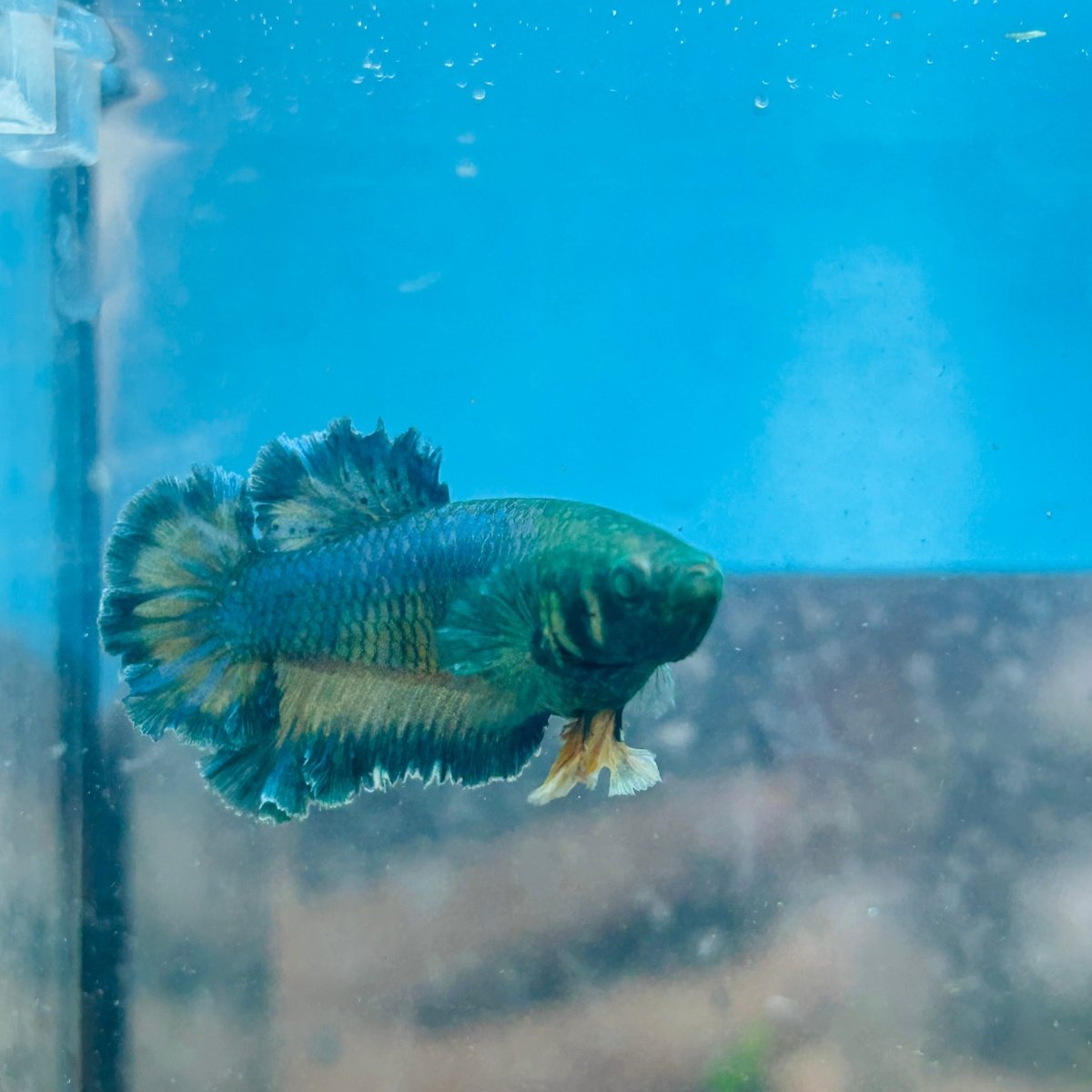 Betta Female Rosetail Blue Mustard Neon 082