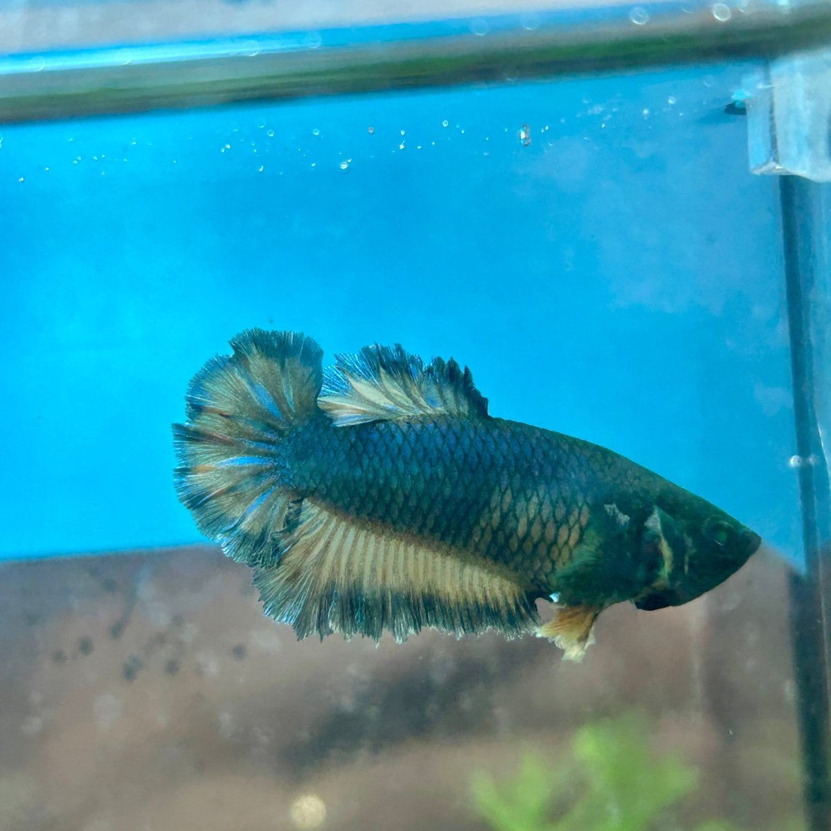 Betta Female Rosetail Plakat Royal Blue Mustard Neon 041
