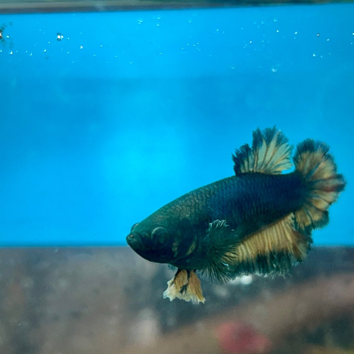 Betta Female Rosetail Plakat Royal Blue Mustard Neon 041