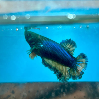 Betta Female Rosetail Plakat Royal Blue Mustard Neon 041