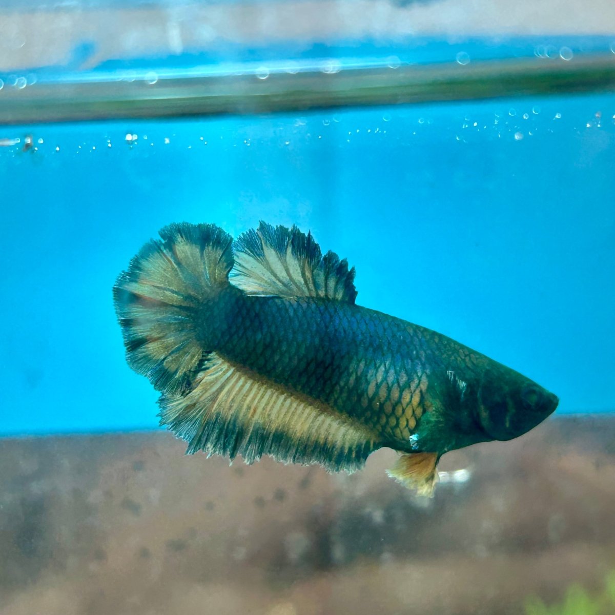 Betta Female Rosetail Plakat Royal Blue Mustard Neon 041