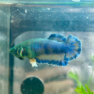 Betta Female Rosetail Plakat Royal Blue Mustard Neon 172