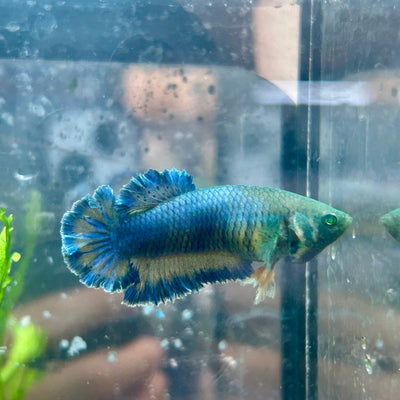 Betta Female Rosetail Plakat Royal Blue Mustard Neon 172