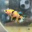 Betta Femalw Crowntail Koi Tiger 075