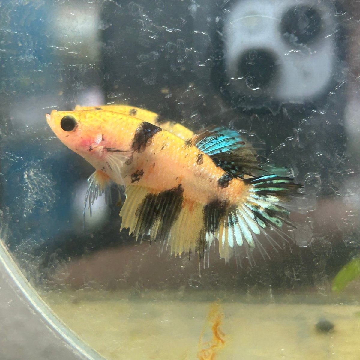 Betta Femalw Crowntail Koi Tiger 075