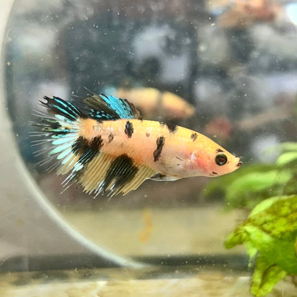 Betta Femalw Crowntail Koi Tiger 075
