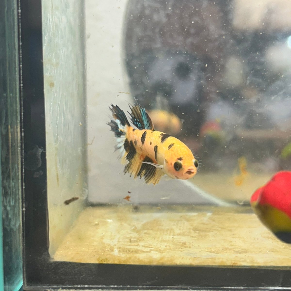Betta Femalw Crowntail Koi Tiger 075